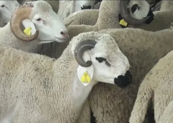 وزير الفلاحة: فلاحون صغار استفادوا من الدعم و75% منهم يملكون أقل من 20 رأساً