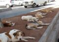 30 مليون سنتيم غرامة لمن يحدث أو يدبر مركزا لرعاية الحيوانات الضالة دون ترخيص