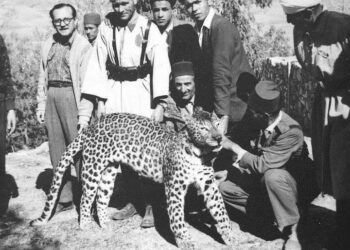 صورة تاريخية.. القصة الكاملة للنمر الذي أرعب سكان زايو وسقط برصـ..ــاص “الملوكي” عام 1959
