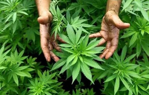 الحشيش المغربي يفقد بريقه في هولندا.. “السكونك” المحلي يزاحمه وأسعاره تثير الانتباه
